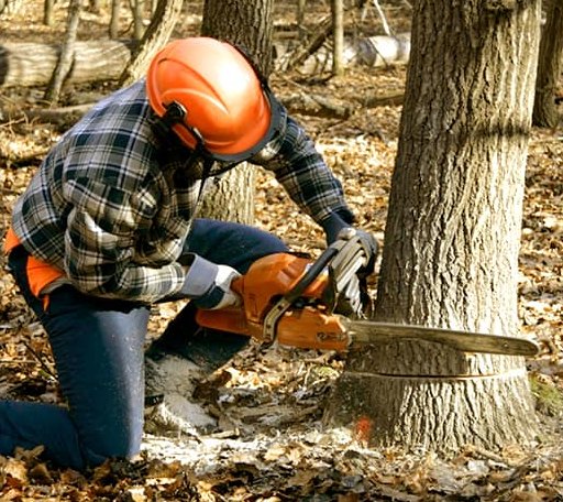 Tree Removal in Washington Navy Yard, DC